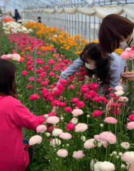 花の収穫