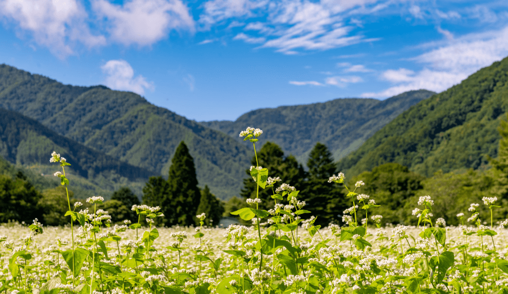 安心安全な無農薬野菜